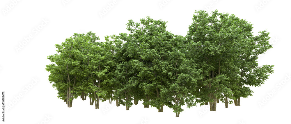 Obraz premium Green forest isolated on background. 3d rendering - illustration