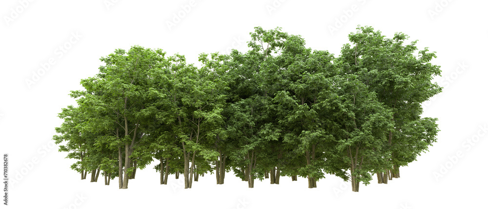Obraz premium Green forest isolated on background. 3d rendering - illustration