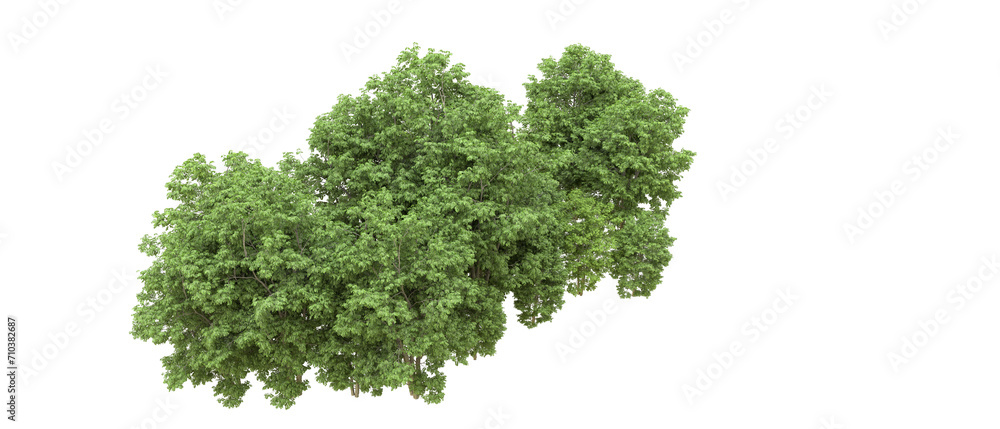 Green forest isolated on background. 3d rendering - illustration Green forest isolated on background. 3d rendering - illustration