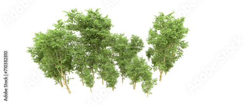 Green forest isolated on background. 3d rendering - illustration