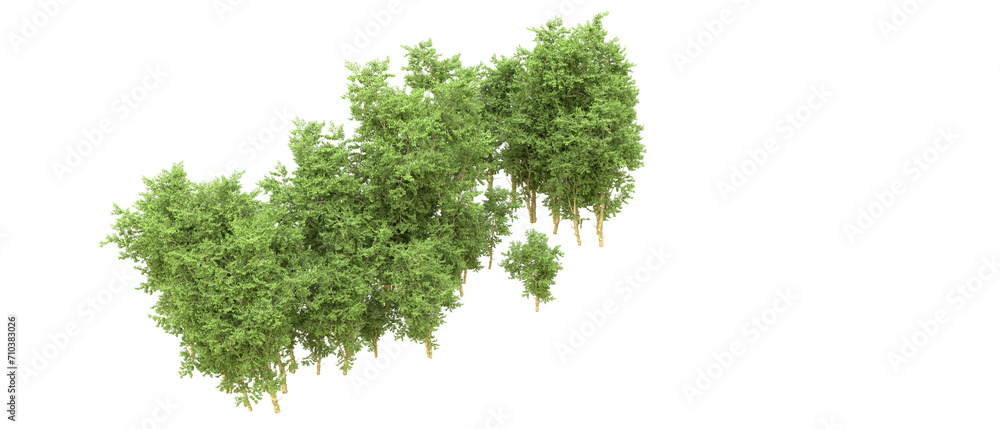 Fototapeta premium Green forest isolated on background. 3d rendering - illustration
