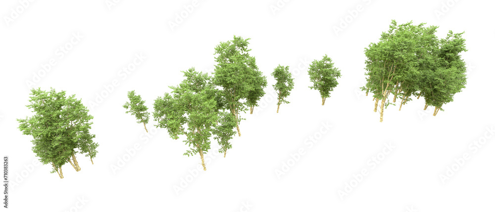 Green forest isolated on background. 3d rendering - illustration