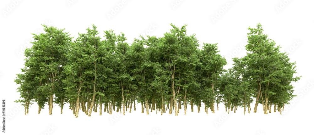 Fototapeta premium Green forest isolated on background. 3d rendering - illustration