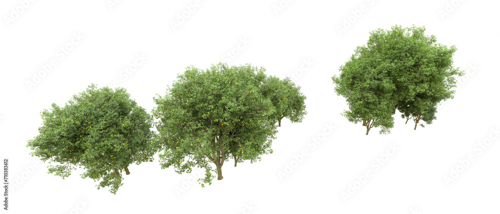 Green forest isolated on background. 3d rendering - illustration Green forest isolated on background. 3d rendering - illustration