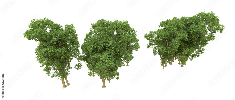 Obraz premium Green forest isolated on background. 3d rendering - illustration