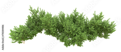 Green forest isolated on background. 3d rendering - illustration