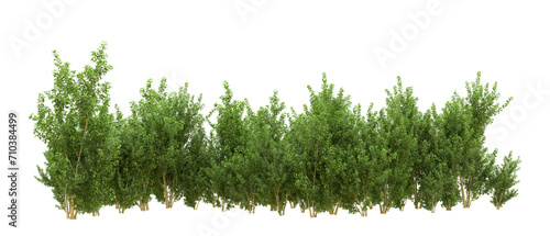 Green forest isolated on background. 3d rendering - illustration