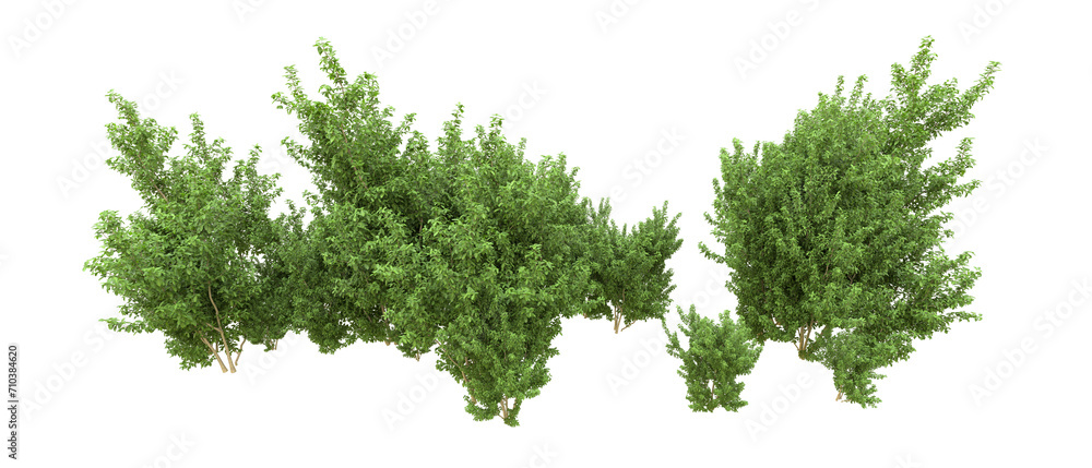 Green forest isolated on background. 3d rendering - illustration Green forest isolated on background. 3d rendering - illustration