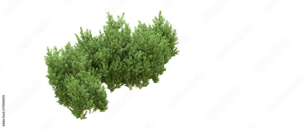 Green forest isolated on background. 3d rendering - illustration Green forest isolated on background. 3d rendering - illustration