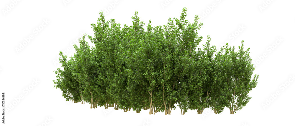 Fototapeta premium Green forest isolated on background. 3d rendering - illustration