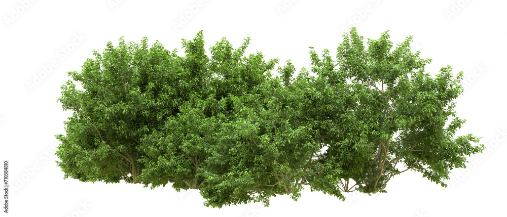 Green forest isolated on background. 3d rendering - illustration Green forest isolated on background. 3d rendering - illustration