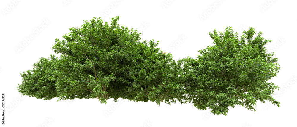 Green forest isolated on background. 3d rendering - illustration Green forest isolated on background. 3d rendering - illustration