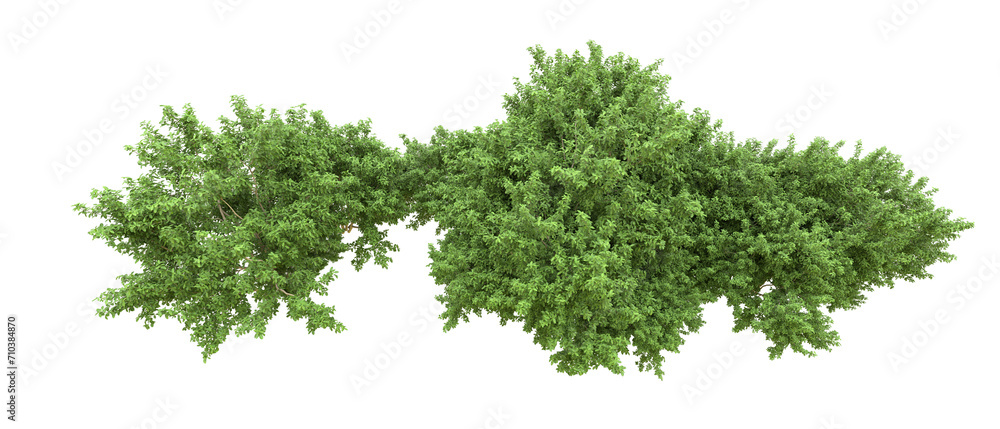 Green forest isolated on background. 3d rendering - illustration Green forest isolated on background. 3d rendering - illustration