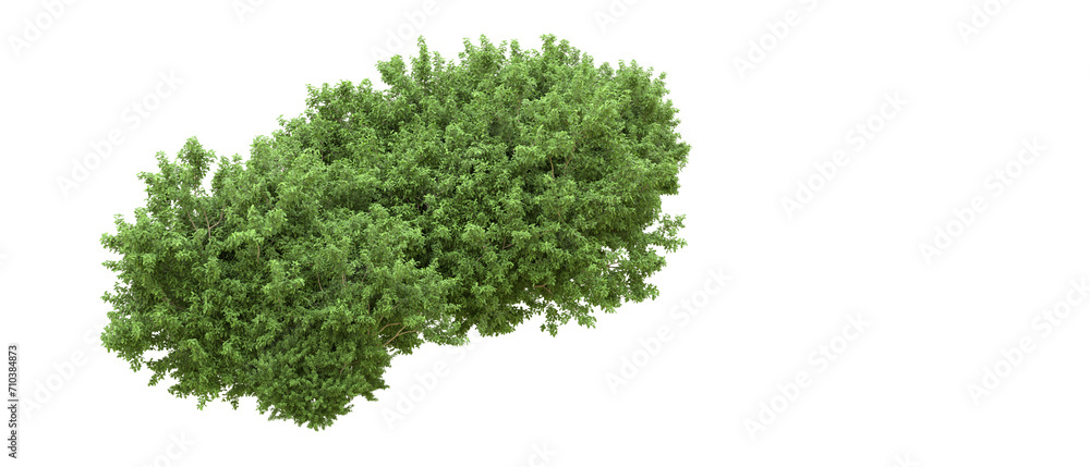 Green forest isolated on background. 3d rendering - illustration Green forest isolated on background. 3d rendering - illustration