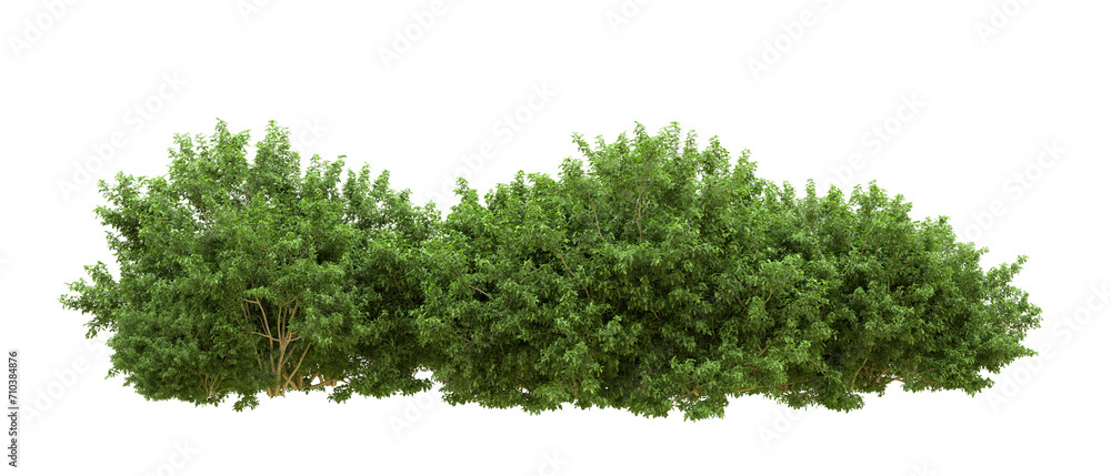 Fototapeta premium Green forest isolated on background. 3d rendering - illustration