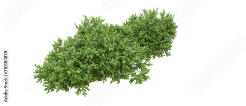 Green forest isolated on background. 3d rendering - illustration