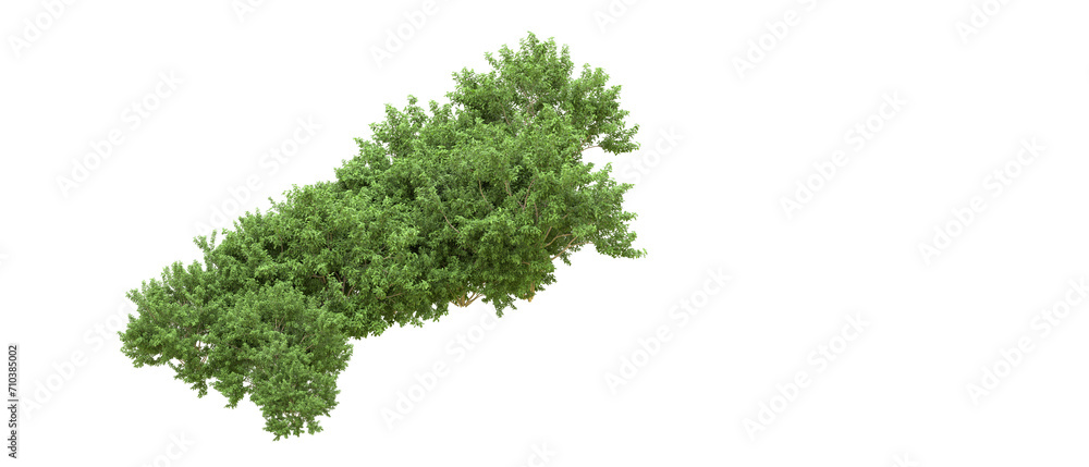 Green forest isolated on background. 3d rendering - illustration Green forest isolated on background. 3d rendering - illustration