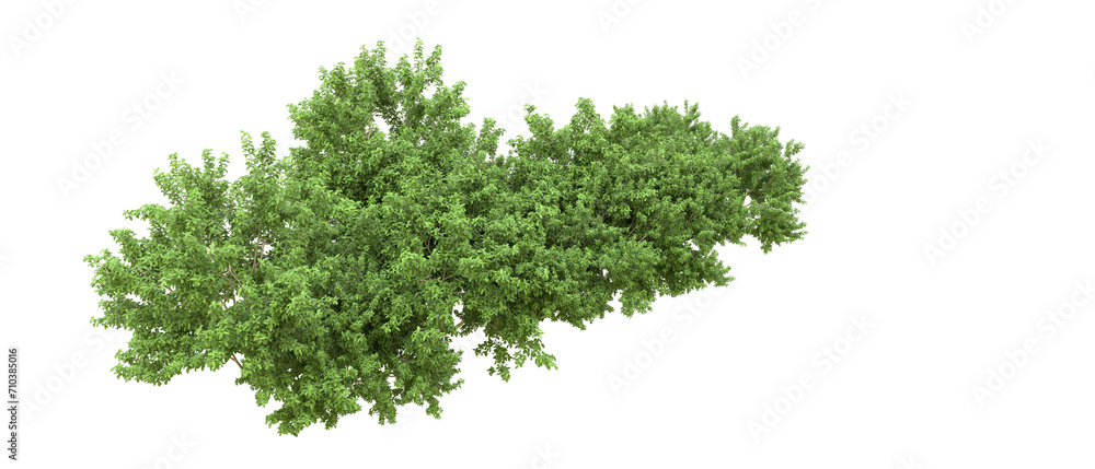 Green forest isolated on background. 3d rendering - illustration Green forest isolated on background. 3d rendering - illustration