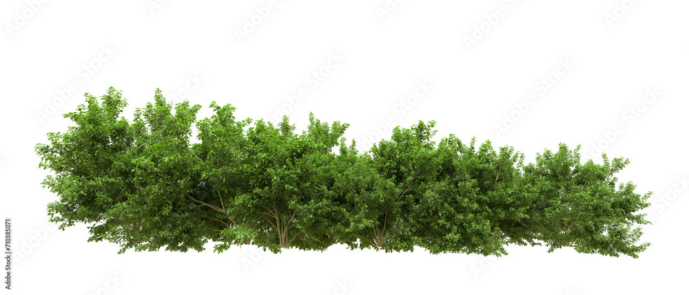 Green forest isolated on background. 3d rendering - illustration Green forest isolated on background. 3d rendering - illustration