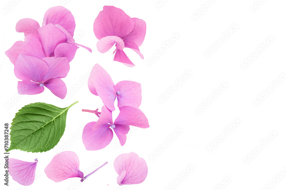 Pink Hydrangea flower isolated on white background. Top view with copy space for your text. Flat lay