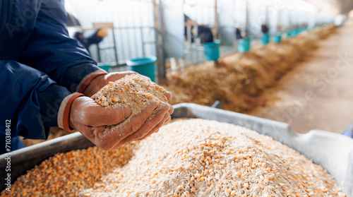 Fotografía Farmer holding organic mixture food of corn and wheat and giving them to cows in