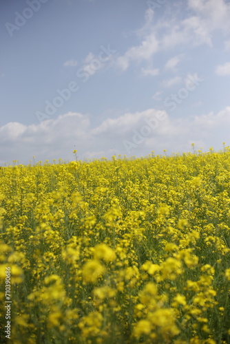 Rape blossom in korea