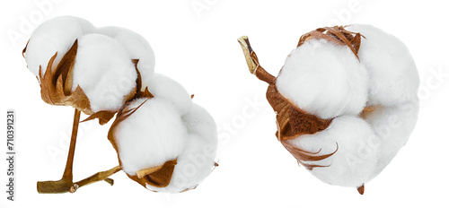 Cotton plant flower branch isolated on white background with full depth of field