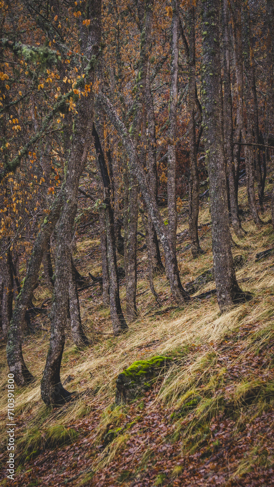 Obraz premium Beech forest duirng autumm on a cloudy day