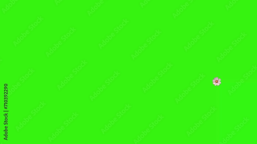 Animation of flowers on green screen, graphic source element Animation of flowers on green screen, graphic source element
