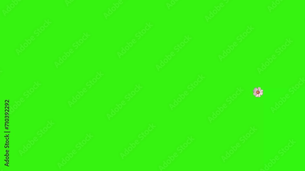 Animation of flowers on green screen, graphic source element Animation of flowers on green screen, graphic source element