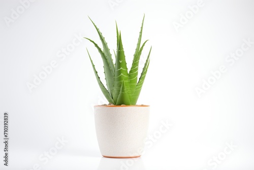 aloe vera plant on white background