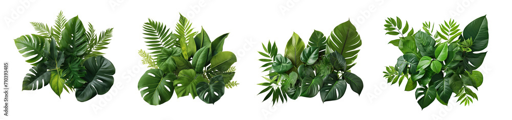 set of Tropical leaves foliage plant jungle bush floral arrangement  (Monstera, palm, fern, rubber plant, pine, bird's nest fern). PNG, cutout, or clipping path.	
 - obrazy, fototapety, plakaty 