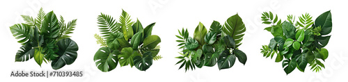 set of Tropical leaves foliage plant jungle bush floral arrangement  (Monstera, palm, fern, rubber plant, pine, bird's nest fern). PNG, cutout, or clipping path.	
 photo