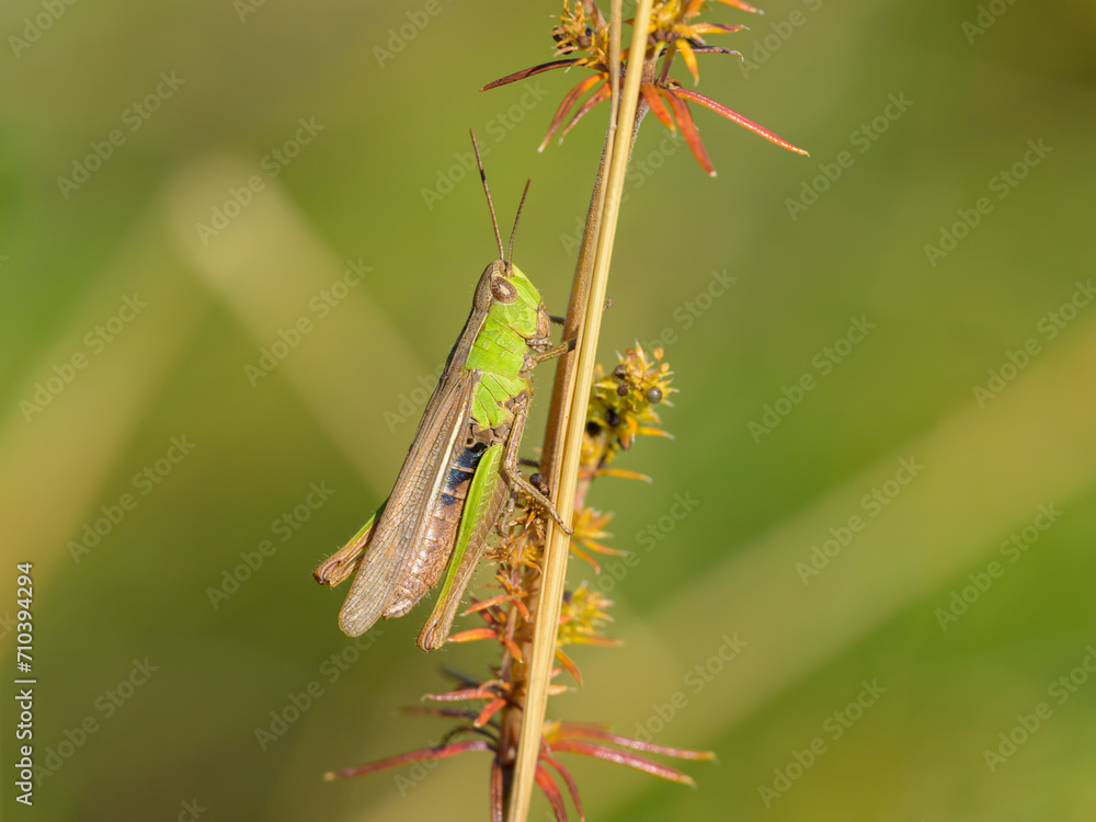 A small grasshopper sitting on a plant A small grasshopper sitting on a plant