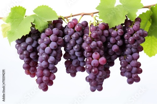 red grapes on vine