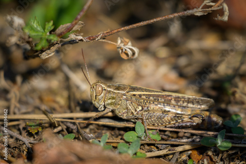 An Italian locust resting on the ground photo