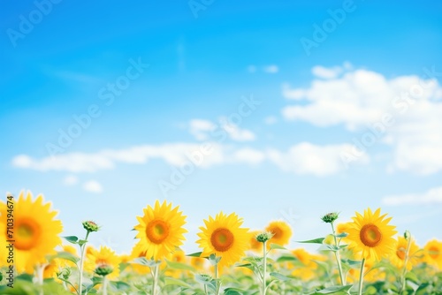 sunflower field with bright blue  cloudless sky