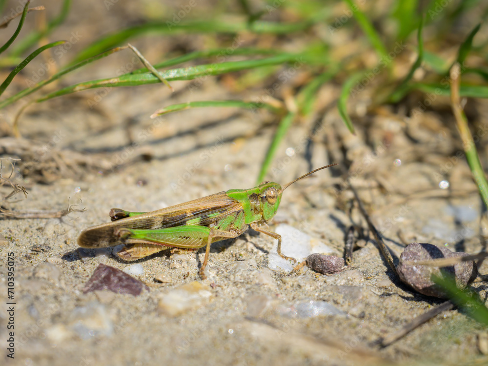 A green grasshopper sitting on the ground A green grasshopper sitting on the ground