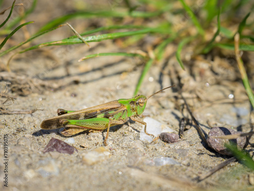 A green grasshopper sitting on the ground photo