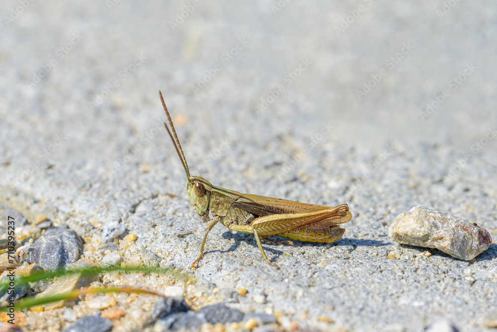 A small grasshopper sitting on the ground