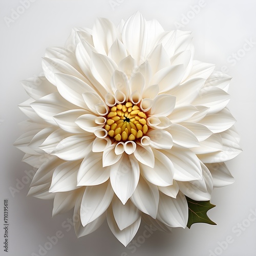 Wallpaper Mural white chrysanthemum flower. white dahlia flower. chrysanthemum top view. chrysanthemum flat lay. white chrysanthemum flower on white background with shadow Torontodigital.ca