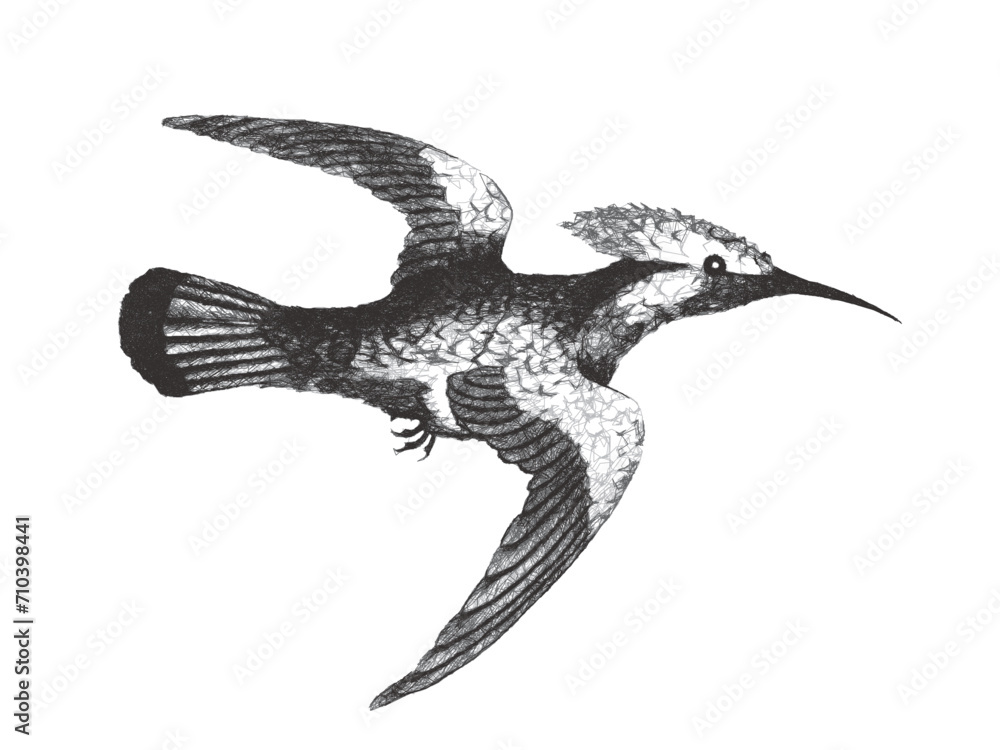 Obraz premium Ruby Crested hummingbird. Doodle sketch. Vintage vector illustration.