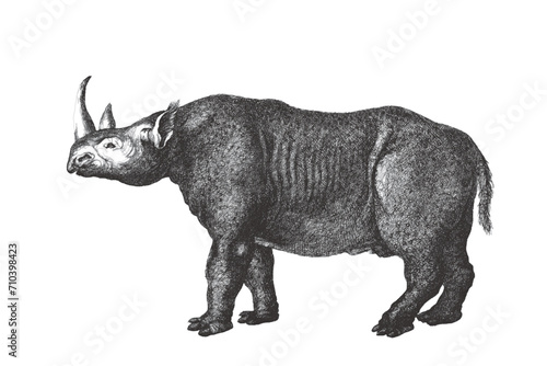 Rhinoceros. Doodle sketch. ...