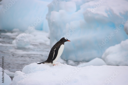 Gentoo Penguin  Pygoscelis papua   Danco Island  Antarctica.