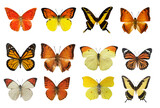 colorful butterfly collection PNG isolated, easy to use
