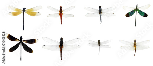 showing of eyes dragonfly and wings detail. Beautiful dragonfly PNG collection photo