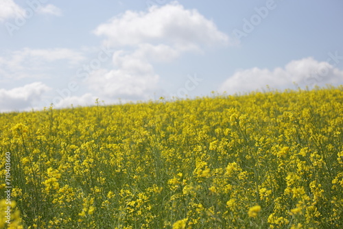 Rape blossom in korea