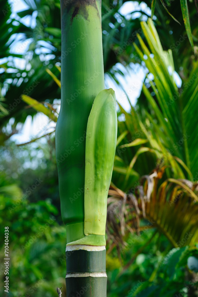 Fototapeta premium Areca palm flower bud on tree