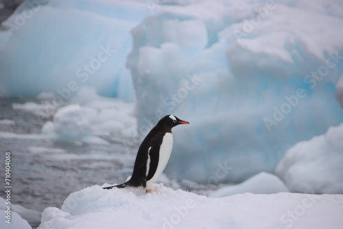 Gentoo Penguin  Pygoscelis papua   Danco Island  Antarctica.