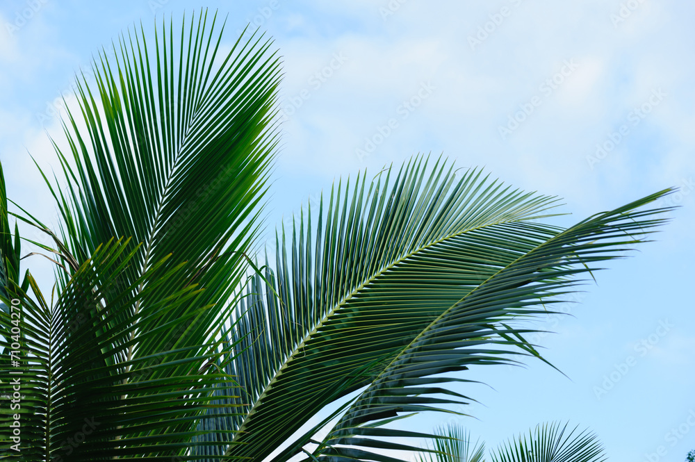 Coconut tree leaves under blue sky Coconut tree leaves under blue sky